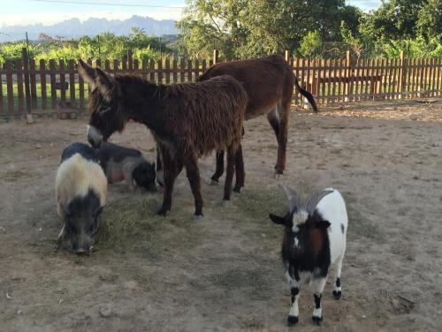 Masia Can Canyes & Spa Masia Can Canyes & Spa