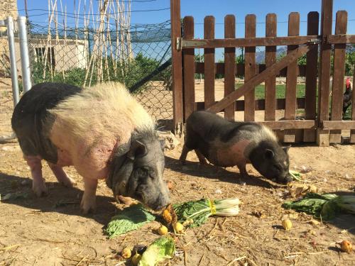 Masia Can Canyes & Spa Masia Can Canyes & Spa