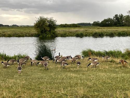 Gilead Grace House in Littleport East