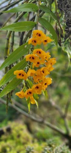 Rose Farm Sapa near Terraced Rice Fields in Shin Chai Village