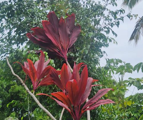 Studio in Orchidlands Estates (HI)