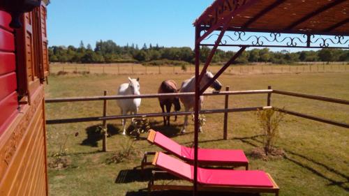 La Nanou'che (roulotte en Camargue)