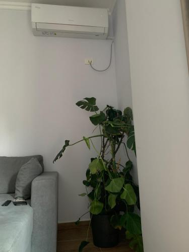 Ferit's Property Near Myslym Shyri, Tirana (foto 7)