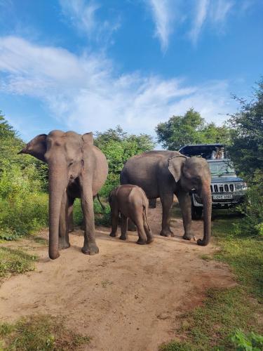 Udawalawe Safari House in Udawalawe