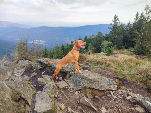 A környék, Ferienwohnung zur alten Schmiede in Arrach