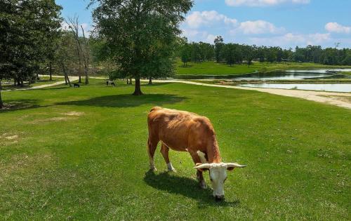The Omni Cabin At Our Texas Ranch in Centerville (TX)