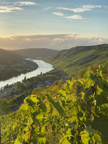 Apartment an der Mosel 1 in Graach