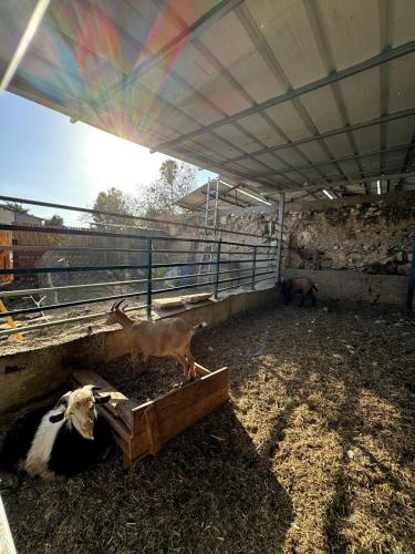 Cozy Farmhouse with Goats, Garden & Deck in 伯利恆哈格利利特