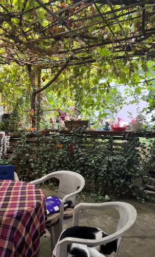 Private Guest Room with Garden Access, Skopje (foto 8)