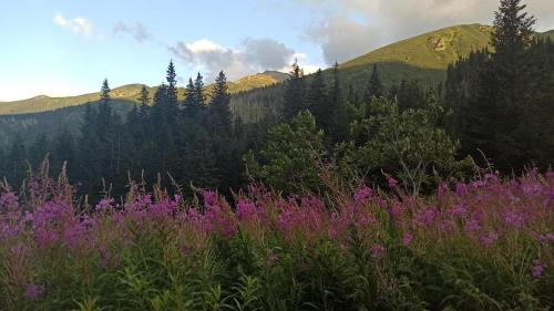 Ania Wynajem Pokoi, Zakopane (fotografie 7)