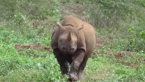 White Elephant Safaris White Elephant Safaris