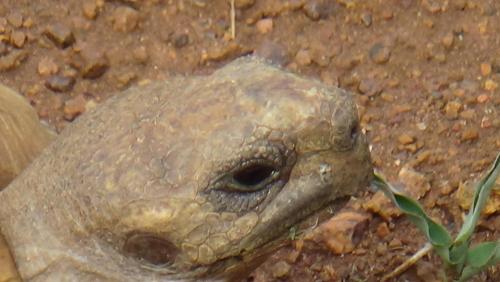 White Elephant Safaris White Elephant Safaris