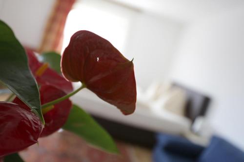 Pesentheinerhof - image 11