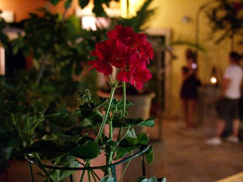 Petit Hotel Alaro - image 7