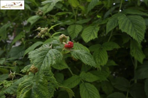 Antico Casale il Dopolavoro