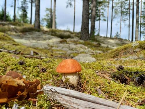 Holiday home in Stollet in Backa