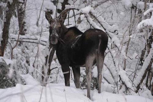 Holiday home in Stollet in Backa