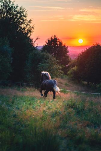 Domek na skraju lasu in Tarczek