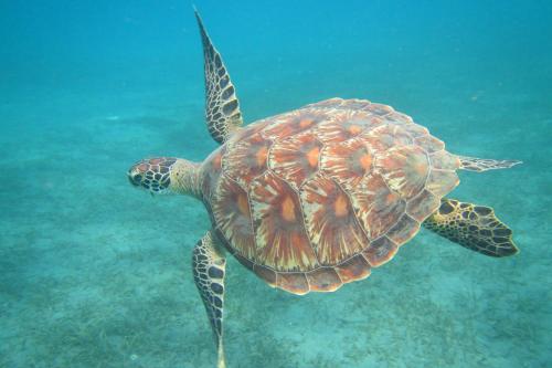 Biorock Homestay Pemuteran, Dive Center