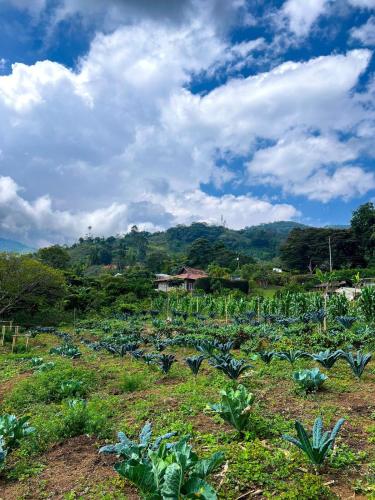 El Paraíso (El Paraiso) in โลสคริสตาเลส เตคาเรส