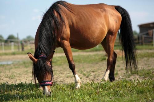 Guesthouse Capistro in Kopacevo
