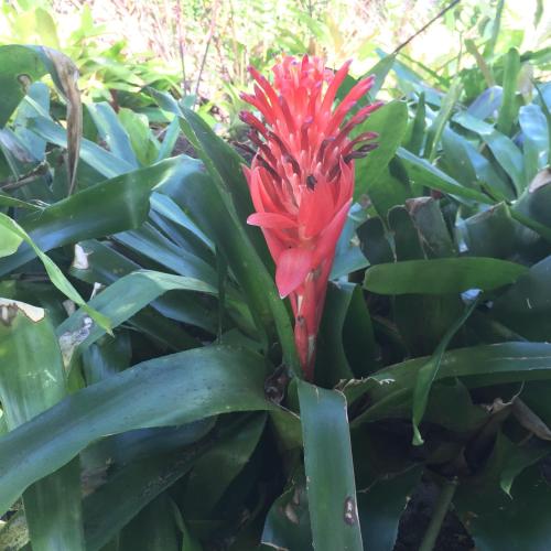 Byron Bay Rainforest Resort - image 5