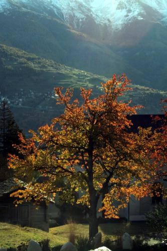 Hotel Alpenblick - image 6