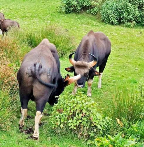 STARLIGHT HOTELS KODAI in โกไดกานัล