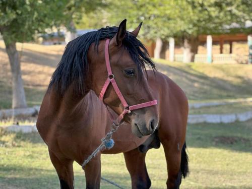 Horseback riding, Yulduz Homestay-Stay with a Local Uzbek Family in Forish