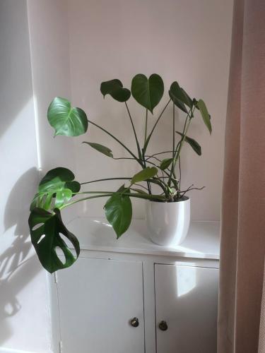 Liverpool Rose House Stylish 3 Bed Near Anfield and Goodison Park, Liverpool (photo 6)