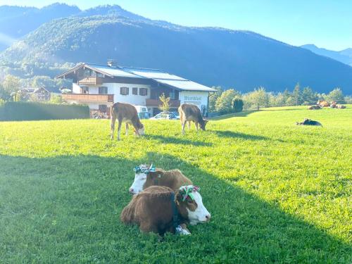 Wiesnhäusl, Oberschönau Eins