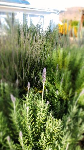 Willow - Cottage - Karoo, Prince Albert (zdjęcie 5)