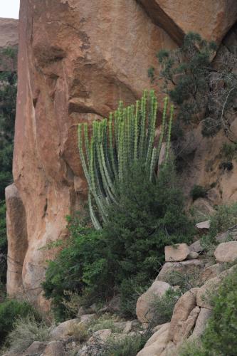 Cactus Bloom زهرة الصبار, Taif (foto 3)