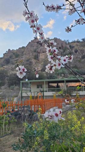 Cactus Bloom زهرة الصبار, Taif