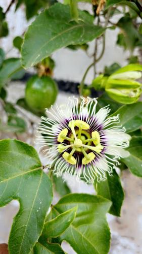 Cactus Bloom زهرة الصبار, Taif (foto 7)