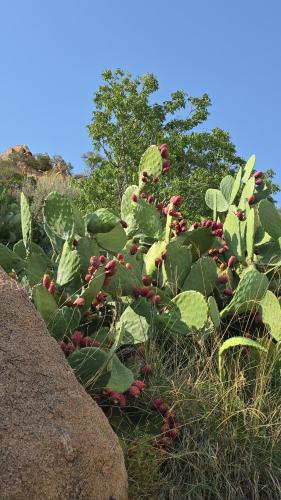 Cactus Bloom زهرة الصبار, Taif (foto 10)