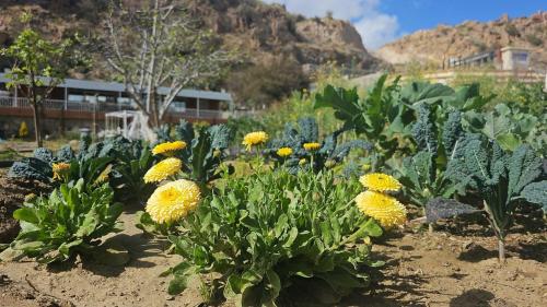 Cactus Bloom زهرة الصبار, Taif (foto 6)
