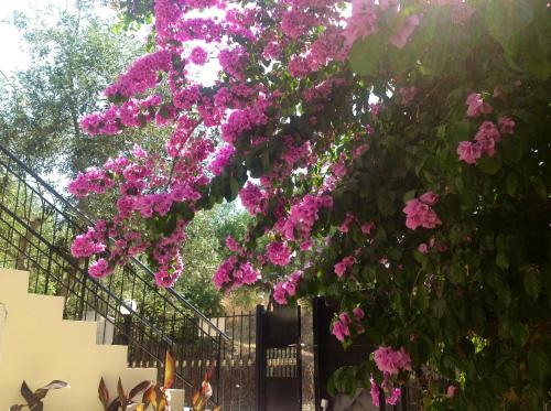 Villa Sofia - image 7