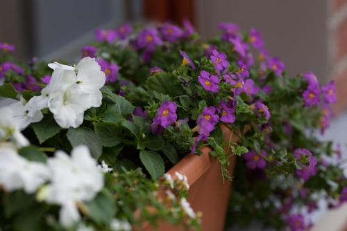 Marbella - image 3