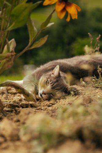 Houten Vakantiewoning ReisnaarPolen royaal ontbijt, sauna en Hottub - Accommodation - Czarna Góra