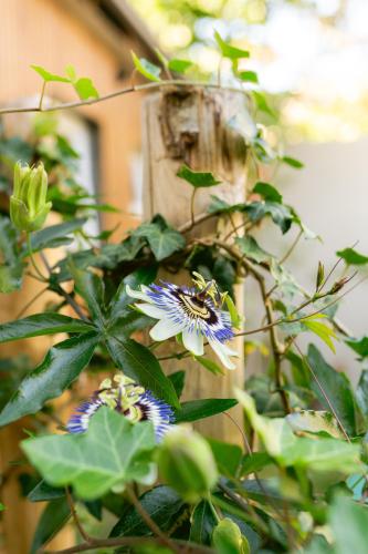 Kilátás, Nice bright studio near the forest and Amsterdam in Baarn