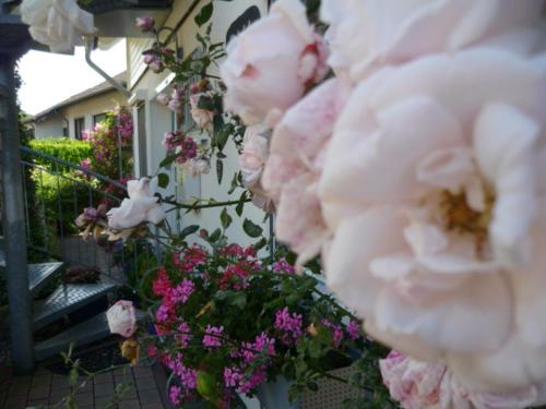 Gästehaus Rosengarten im Nahetal - Apartment - Kirn