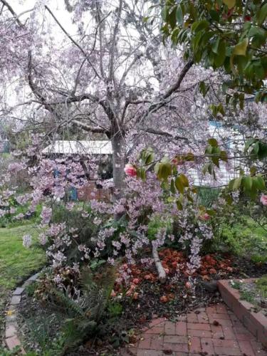 Magnolia Cottage- wineries, main street, station in 克羅伊登