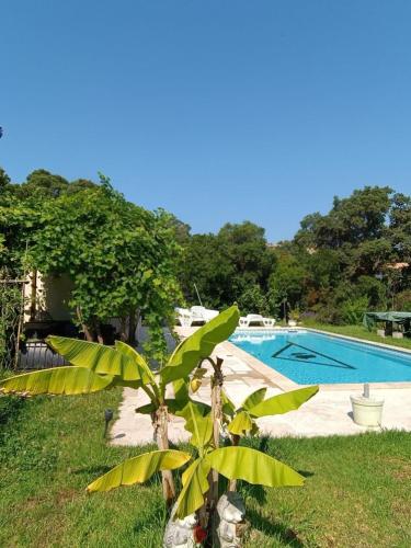 Chalet et Mobile Home, au sein du maquis Corse avec piscine PRIVATIVE 9mx4m - Location, gîte - Zonza