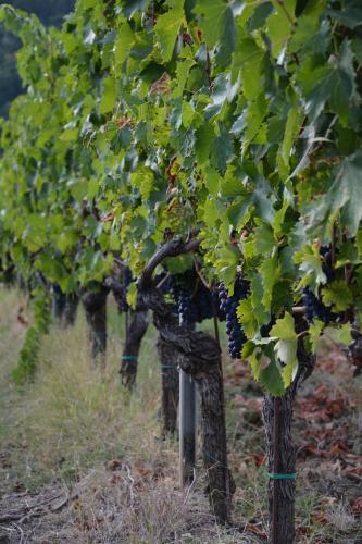 المنطقة المحيطة, Tenuta Piecorto in Ponzano
