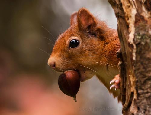Chalet De Rosse Eekhoorn in Durbuy