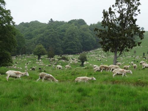 Du Coté de Lacoume