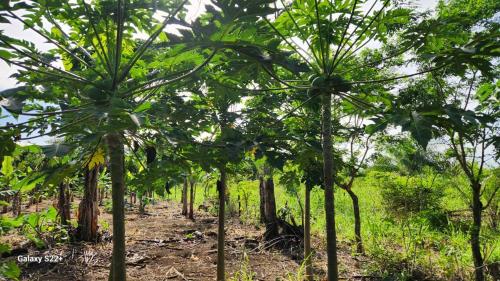 Pequeño apartamento (Pequeno apartamento) in Dolega
