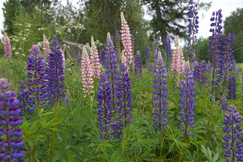 The Lodge - Torsby - image 8