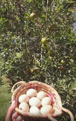 بستان الأحلام, Abha (Foto 7)